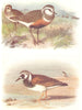 BRITISH BIRDS. Dotterel; Turnstone. THORBURN 1925 old vintage print picture