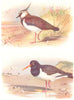 BRITISH BIRDS. Lapwing; Oyster-Catcher. THORBURN 1925 old vintage print