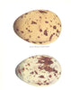 BIRD EGGS. Great Black-backed Gull; Herring-Gull. THORBURN 1925 old print