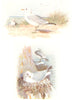 BRITISH BIRDS. Common Gull; Kittiwake. THORBURN 1925 old vintage print picture