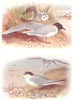 BRITISH BIRDS. Little Gull; Little Tern. THORBURN 1925 old vintage print