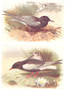 BRITISH BIRDS. Black Tern; White-winged Black Tern. THORBURN 1925 old print
