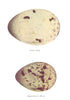 BIRD EGGS. Great Skua; Richardson's Skua. THORBURN 1925 old vintage print
