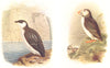 BRITISH BIRDS. Little Auk (Winter) ; Puffin. THORBURN 1925 old vintage print