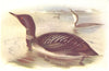 BRITISH BIRDS. Great Northern diver. THORBURN 1925 old vintage print picture