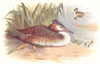 BRITISH BIRDS. Great Crested Grebe. THORBURN 1925 old vintage print picture
