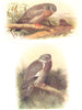 BRITISH BIRDS. Stock-dove; Ring-dove. THORBURN 1925 old vintage print picture