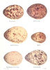 BIRD EGGS.Ptarmigan;Red Grouse;Black;Quail;legged Partridge;Greenshank 1925