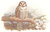 BRITISH BIRDS. American Hawk-Owl. THORBURN 1925 old vintage print picture