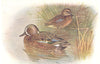 BRITISH BIRDS. Blue-winged Teal. THORBURN 1925 old vintage print picture