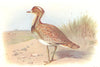 BRITISH BIRDS. Houbara or Macqueen's Bustard. THORBURN 1925 old vintage print