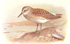 BRITISH BIRDS. Bonaparte's Sandpiper. THORBURN 1925 old vintage print picture