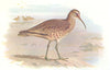 BRITISH BIRDS. Eskimo Curlew. THORBURN 1925 old vintage print picture