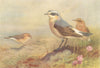 BRITISH BIRDS. Isabelline Wheatear; Wheatear. THORBURN 1925 old vintage print