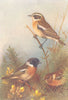 BRITISH BIRDS. Whinchat; Stonechat (male and female) . THORBURN 1925 old print