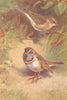 BRITISH BIRDS. Garden-Warbler; Arctic Bluethroat. THORBURN 1925 old print