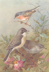 BRITISH BIRDS. Subalpine Warbler; Orphean Warbler; Barred Warbler. THORBURN 1925