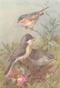 BRITISH BIRDS. Subalpine Warbler; Orphean Warbler; Barred Warbler. THORBURN 1925