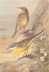 BRITISH BIRDS. Rock-Pipit; Blue-Headed Wagtail. THORBURN 1925 old print