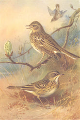 BRITISH BIRDS. Tree-Pipit; Meadow-Pipit. THORBURN 1925 old vintage print