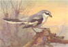 BRITISH BIRDS. Great Grey Shrike. THORBURN 1925 old vintage print picture