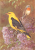 BRITISH BIRDS. Golden Oriole; Red-Breasted Flycatcher. THORBURN 1925 print