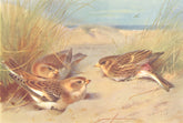 BRITISH BIRDS. Snow-Bunting (winter) ; Twite. THORBURN 1925 old vintage print