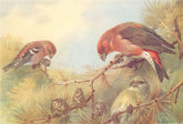 BRITISH BIRDS. Two-Barred Crossbill; Crossbill. THORBURN 1925 old print