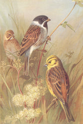 BRITISH BIRDS. Reed-Bunting (male & female) ; Yellow Hammer. THORBURN 1925
