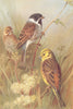 BRITISH BIRDS. Reed-Bunting (male & female) ; Yellow Hammer. THORBURN 1925
