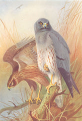 BRITISH BIRDS. Montagu's Harrier (male and female) . THORBURN 1925 old print