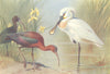 BRITISH BIRDS. Glossy Ibis (adult and Immature) ; Spoonbill. THORBURN 1926