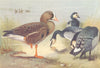 BRITISH BIRDS. Grey Lag-Goose. THORBURN 1926 old vintage print picture