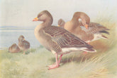 BRITISH BIRDS. White-Fronted Goose; Bernacle Goose. THORBURN 1926 old print