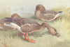 BRITISH BIRDS. Ruddy Sheld-Duck; Red Breasted Goose. THORBURN 1926 old print