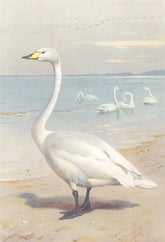 BRITISH BIRDS. Whooper Swan. THORBURN 1926 old vintage print picture