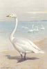 BRITISH BIRDS. Whooper Swan. THORBURN 1926 old vintage print picture