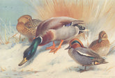 BRITISH BIRDS. Mallard; Teal. THORBURN 1926 old vintage print picture