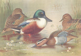 BRITISH BIRDS. Shoveler; Garganey. THORBURN 1926 old vintage print picture