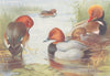 BRITISH BIRDS. Ferruginous Duck; Common Pochard; Red-Crested. THORBURN 1926
