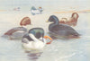 BRITISH BIRDS. Golden-Eye; Common Scoter. THORBURN 1926 vintage print