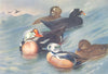 BRITISH BIRDS. King-Eider; Surf-Scoter; Steller's Eider. THORBURN 1926 print