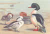 BRITISH BIRDS. Smew; Goosander. THORBURN 1926 old vintage print picture