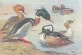 BRITISH BIRDS. Red-Breasted Merganser; Harlequin Duck; Hooded. THORBURN 1926