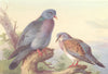 BRITISH BIRDS. Stock-Dove; Turtle-Dove. THORBURN 1926 old vintage print
