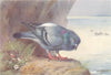 BRITISH BIRDS. Rock-Dove. THORBURN 1926 old vintage print picture