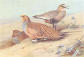 BRITISH BIRDS. Pallass Sand-Grouse; Sociable Plover. THORBURN 1926 old print