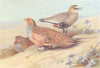 BRITISH BIRDS. Pallass Sand-Grouse; Sociable Plover. THORBURN 1926 old print