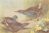 BRITISH BIRDS. Little Crake; Spotted Crake; Water-Rail. THORBURN 1926 print