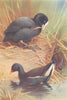 BRITISH BIRDS. Coot Moor-Hen; Baillon's Crake. THORBURN 1926 old vintage print